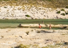 MG 7698 : Balos Lagoon, Kreta